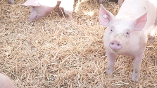 Walbrecht-Qualivo-Schweine01