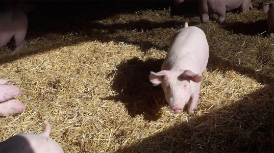 Walbrecht-Qualivo-Schweine03